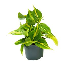 Philodendron Scandens Brasil (8720634284974)