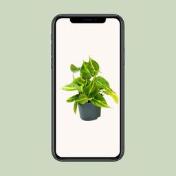 Philodendron Scandens Brasil (8720634284974)