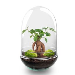 DIY Planten terrarium tweedelig bolglas - Egg XL Bonsai - Ø 17,5 cm ↑ 30 cm (8720872020174)