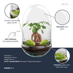 DIY Planten terrarium tweedelig bolglas - Egg XL Bonsai - Ø 17,5 cm ↑ 30 cm (8720872020174)