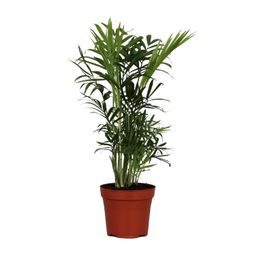 Chamaedorea Elegans (9617)