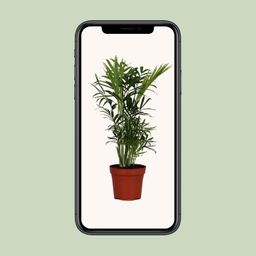 Chamaedorea Elegans (9617)