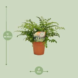 Asplenium Parvati (16775)