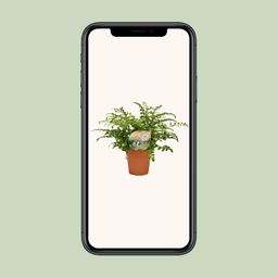 Asplenium Parvati (16775)