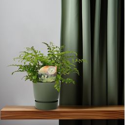 Asplenium Parvati (16775)