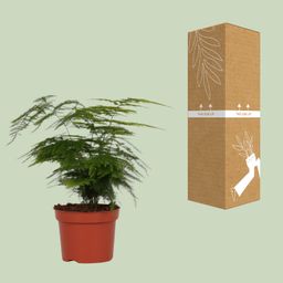 Asparagus Setaceus (8720634285650)