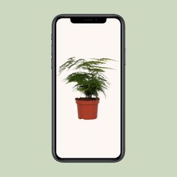 Asparagus Setaceus (8720634285650)