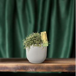 Rhipsalis Burchellii - Ø12 ↕20 (12033)