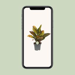 Codiaeum Petra - Croton (8720634284318)