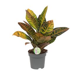 Codiaeum Petra - Croton (8720634284318)