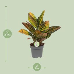 Codiaeum Petra - Croton (8720634284318)