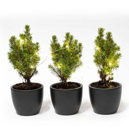 Mini-kerstboom set 3 - inclusief Boule Antraciet pot + 20 led lights (8720872023489)
