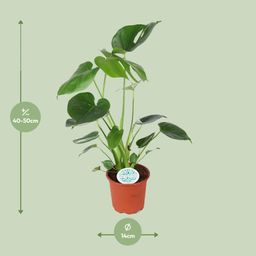 Monstera Deliciosa (15805)