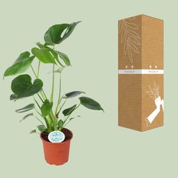 Monstera Deliciosa (15805)