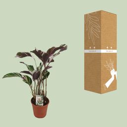 Calathea Fusion White Basic (13066)