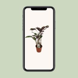Calathea Fusion White Basic (13066)
