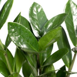 Zamioculas (8720634287760)