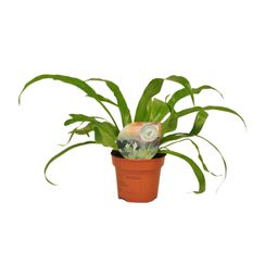 Asplenium Antiquum (9899)