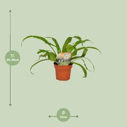 Asplenium Antiquum (9899)