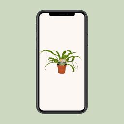 Asplenium Antiquum (9899)