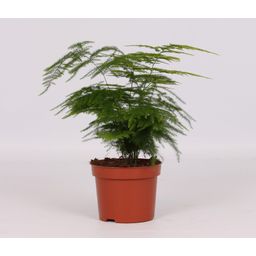 Asparagus Setaceus (9613)