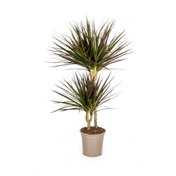 Dracaena Marginata Magenta Ø19cm - ↕70 (49808)