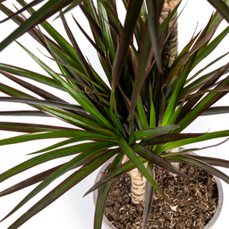 Dracaena Marginata Magenta Ø19cm - ↕70 (49808)