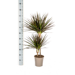 Dracaena Marginata Magenta Ø19cm - ↕70 (49808)