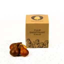 Flowerbulbs amsterdam Sweetheart - 15 bloembollen - Maat 12+ (8720938490095)