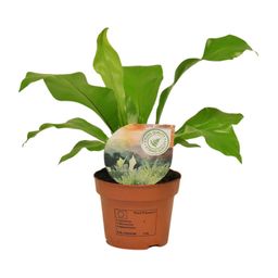 Asplenium Nidus (16771)