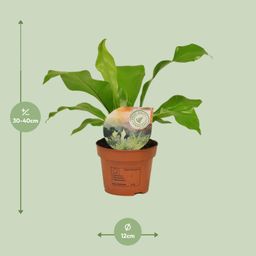 Asplenium Nidus (16771)