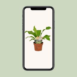 Asplenium Nidus (16771)