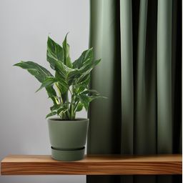 Spathiphyllum Diamond (18278)