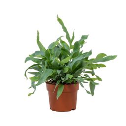 Phlebodium Blue Star 12cm (28810)