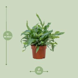 Phlebodium Blue Star 12cm (28810)