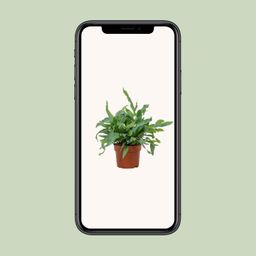 Phlebodium Blue Star 12cm (28810)