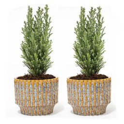 Set van 2 - Kerstboom 'Ellwoodii' + Pot Echo - 30 cm hoog (8720872023267)