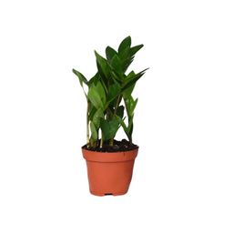 Zamioculcas (25395)