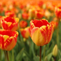 Flowerbulbs amsterdam Banja Luka - 15 bloembollen - Maat 12+ (8720938490088)