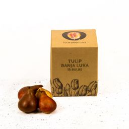 Flowerbulbs amsterdam Banja Luka - 15 bloembollen - Maat 12+ (8720938490088)