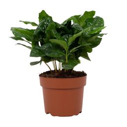 Coffea Arabica 12cm (28768)