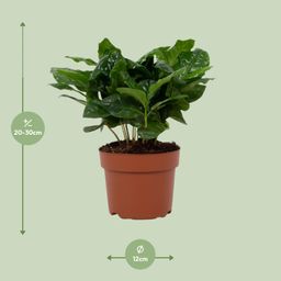 Coffea Arabica 12cm (28768)