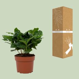 Coffea Arabica 12cm (28768)