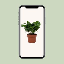 Coffea Arabica 12cm (28768)