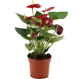 Anthurium Calon In Transparant Sleeve (28826)