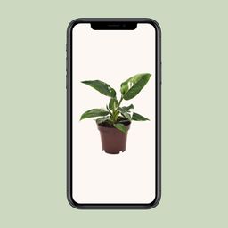 Philodendron White Princess (18280)