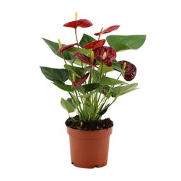 Anthurium Calon In Transparant Sleeve (28826)