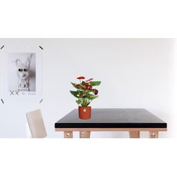 Anthurium Calon In Transparant Sleeve (28826)