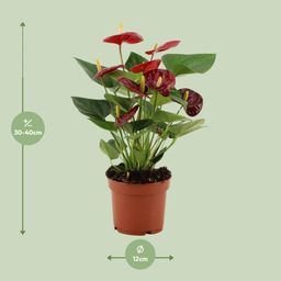 Anthurium Calon In Transparant Sleeve (28826)