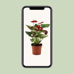 Anthurium Calon In Transparant Sleeve (28826)